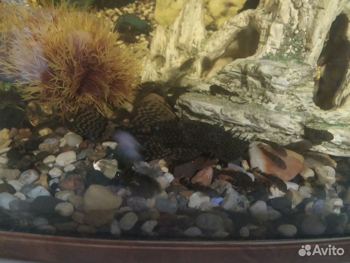 Сомики анциструсы