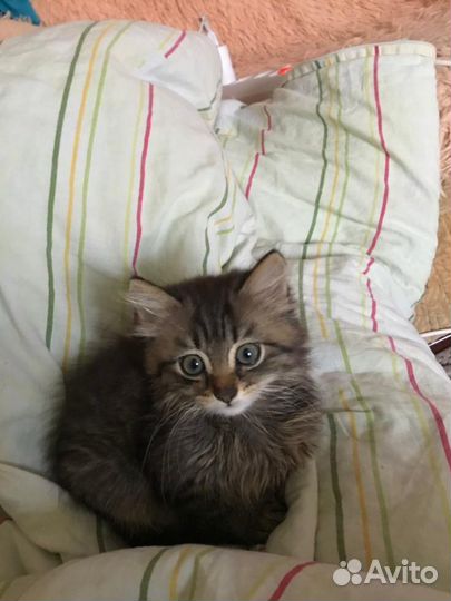 В добрые руки