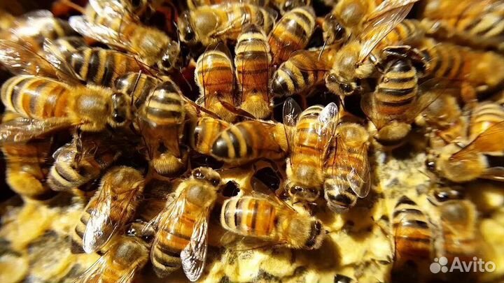 Пчелы карника