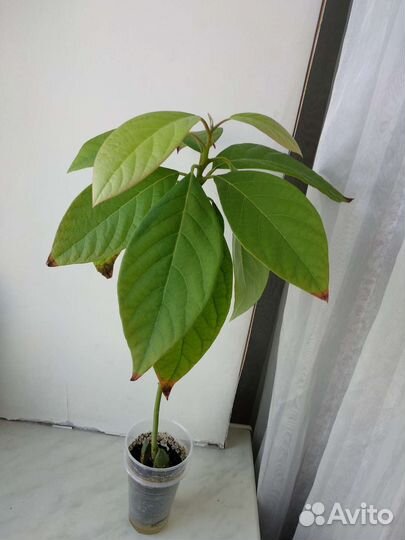 Дерево авокадо