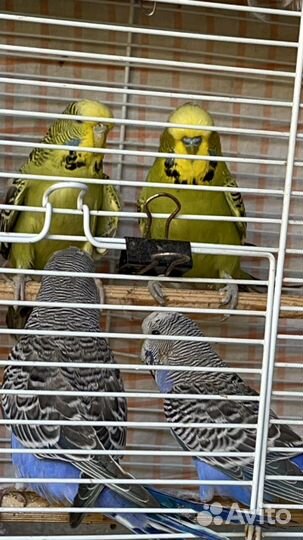 Волнистые попугаи полуЧехи