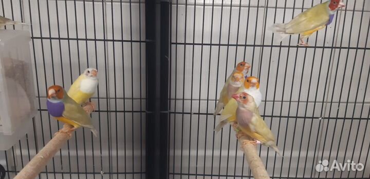 Птицы амадины