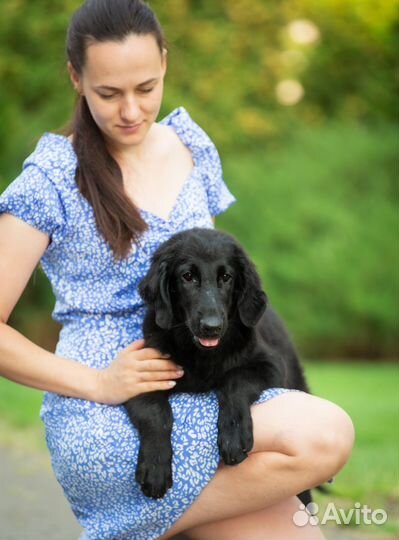 Ретривер (Flat Coated Retriever)