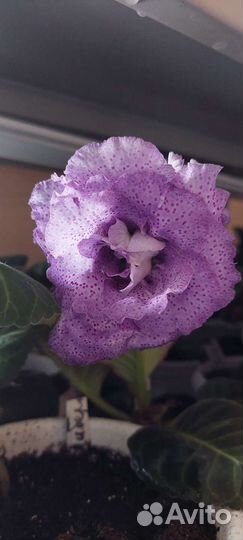 Глоксинии сортовые