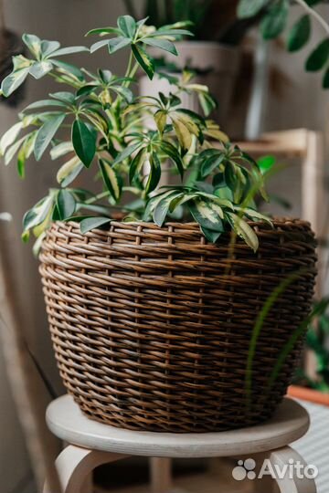 Кашпо горшок для цветов