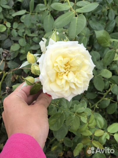 Саженцы плетистой розы