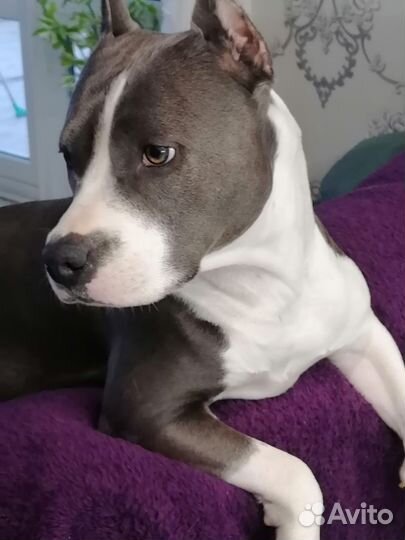 Щенки американского стаффордширского терьера