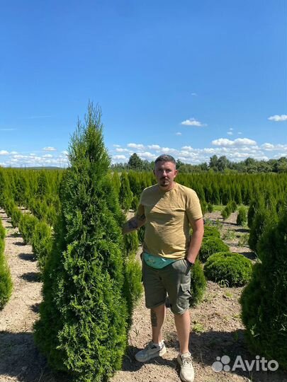 Туя Смарагд оптом из питомника