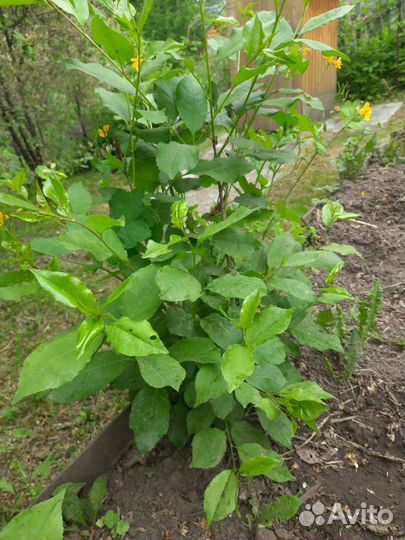 Саженцы вишни