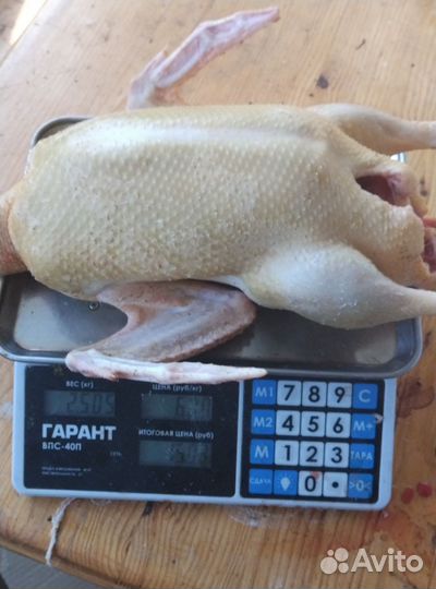 Тушки мускусных индоуток (шипунов)