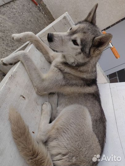 Найдена собака хаски