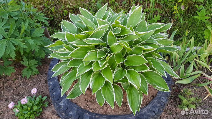 Цветы садовые, хоста