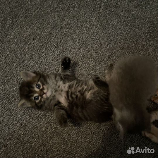 Котята