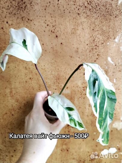 Калатея и ктенанта