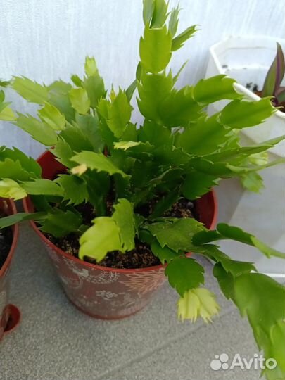 Комнатные цветы