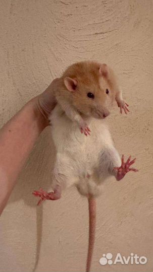 Крыса дамбо мальчик