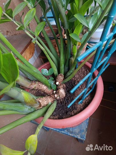 Замиокулькас