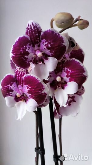Орхидеи фаленопсис биг липы цветущие