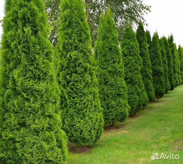 Туя Спиралис