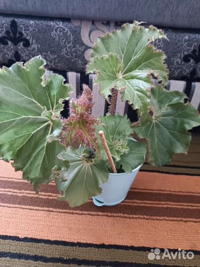 Бегония за шоколадку