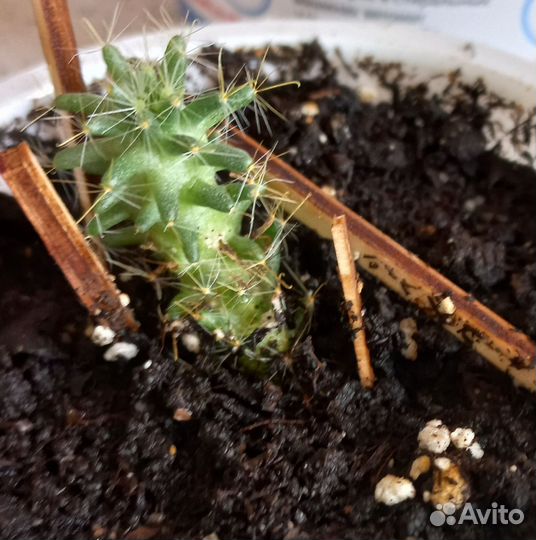 Кактусы и суккуленты