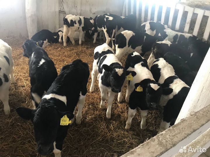 Бычки телята крс