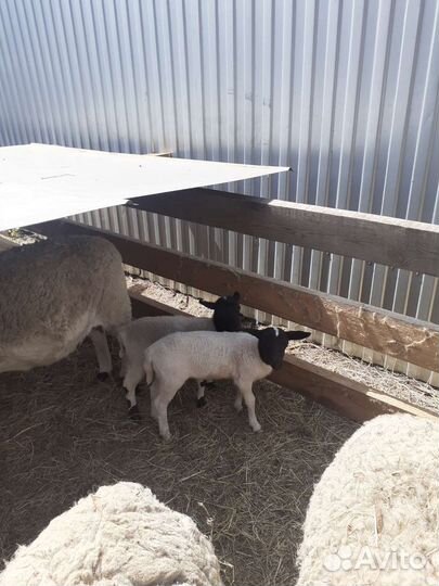 Бараны дорпер