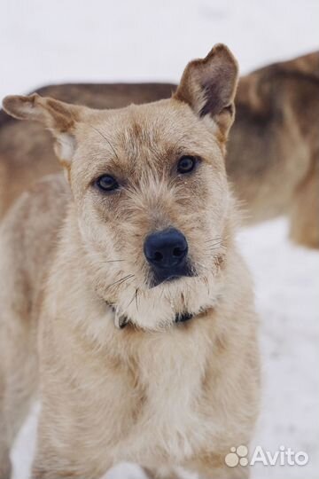 Чак из Кожуховского приюта