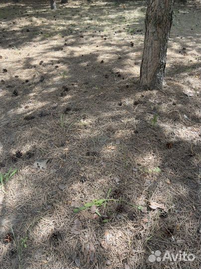 Шишки сосновые