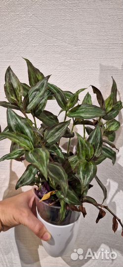 Традесканция