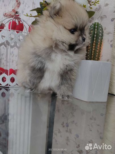 Померанский шпиц мини