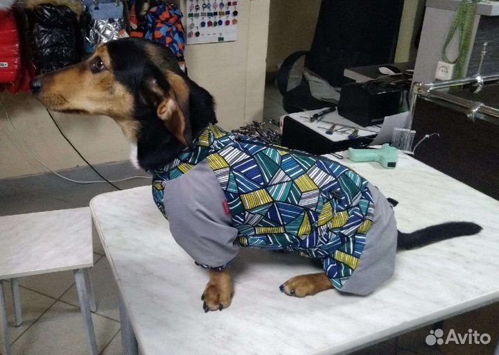 Одежда для собак мелких пород