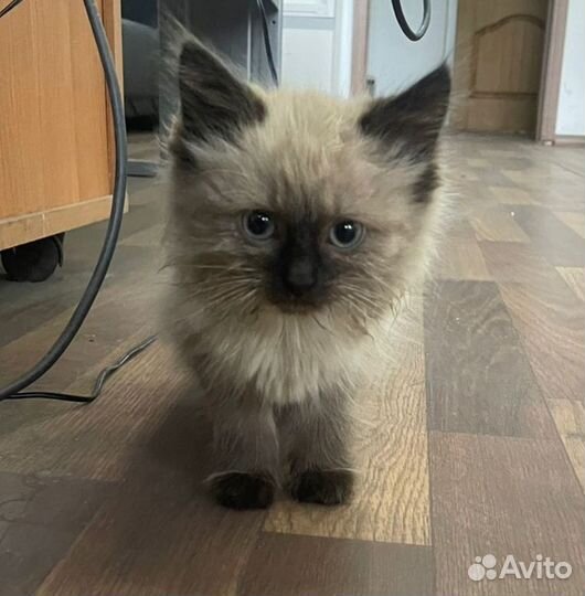 Тайская