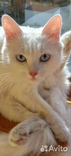 Кошка в дар