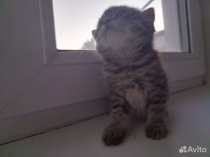 Отдадим котят