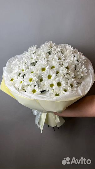 Хризантема ромашковая