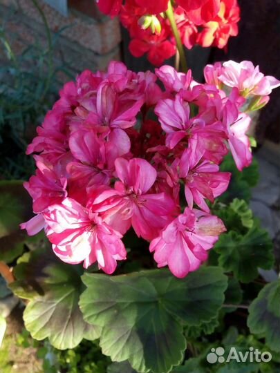 Пеларгония герань