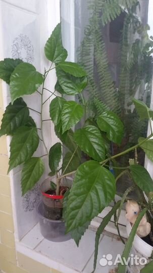 Продам рассаду комнатных растений
