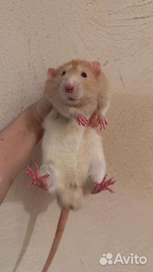 Крыса дамбо мальчик