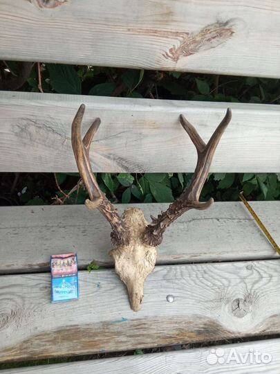 Имитация рогов косули