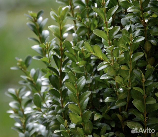 Самшит морозостойкий, семена