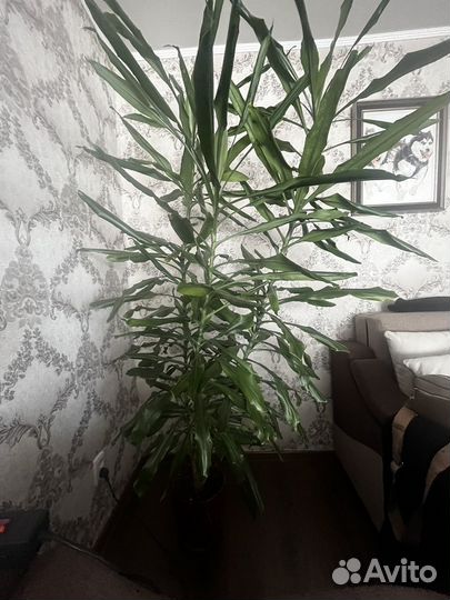 Комнатные цветы