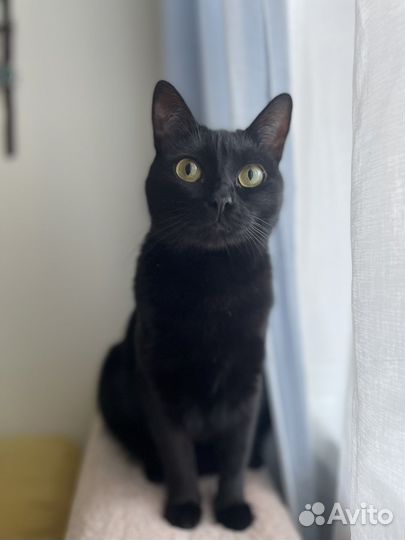 Кошка в дар