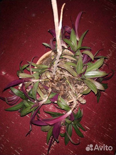 Традесканция большая