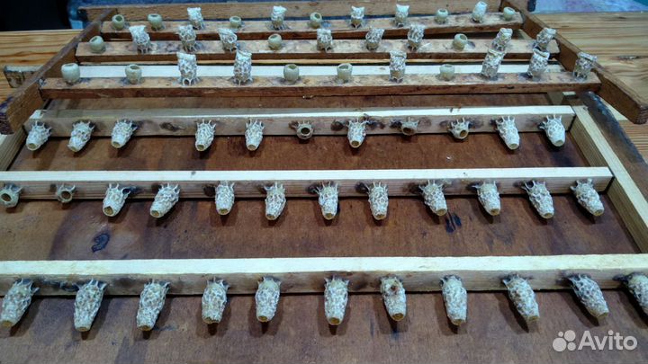 Маточное молочко