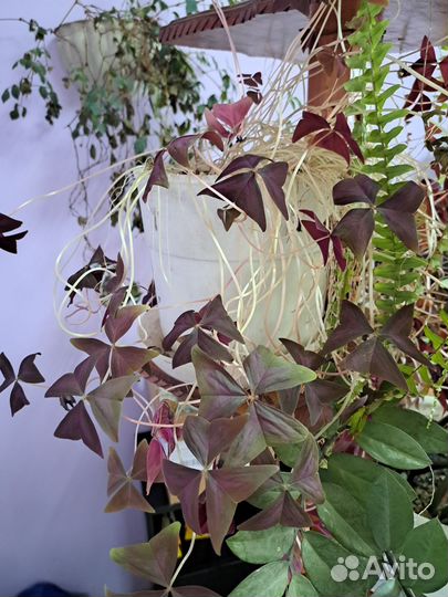 Комнатные растения цветы