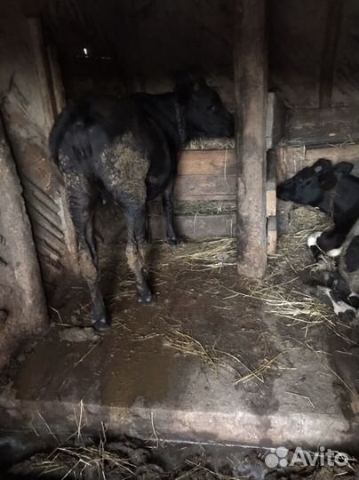 Быки на доращивание