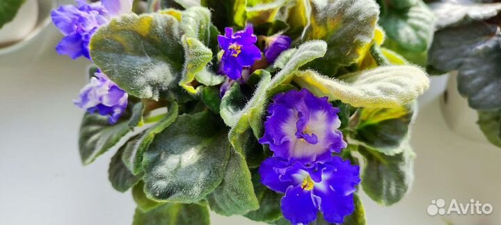 Сортовые фиалки