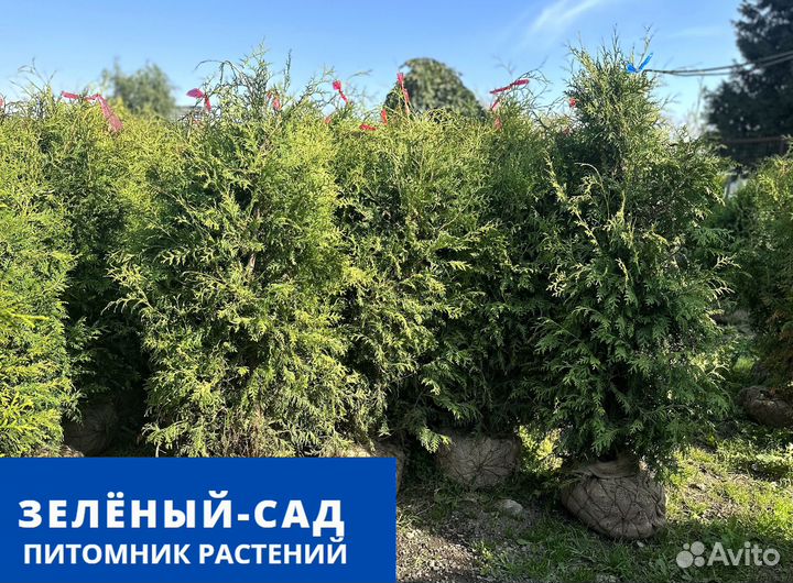 Туя западная 