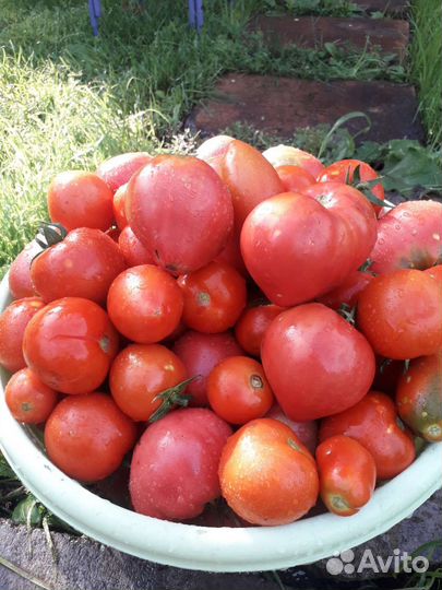 Помидоры